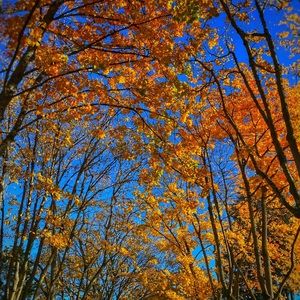 Meet your Posher, Ann